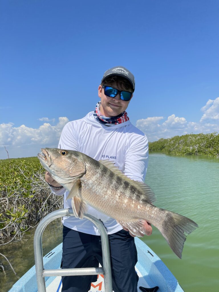 cubera snapper