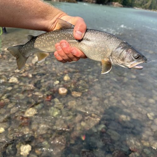 Bull trout terrace bc canada