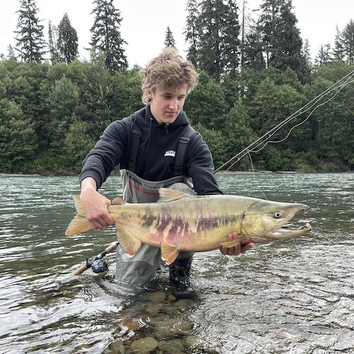 Chum Salmon