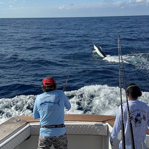 white marlin