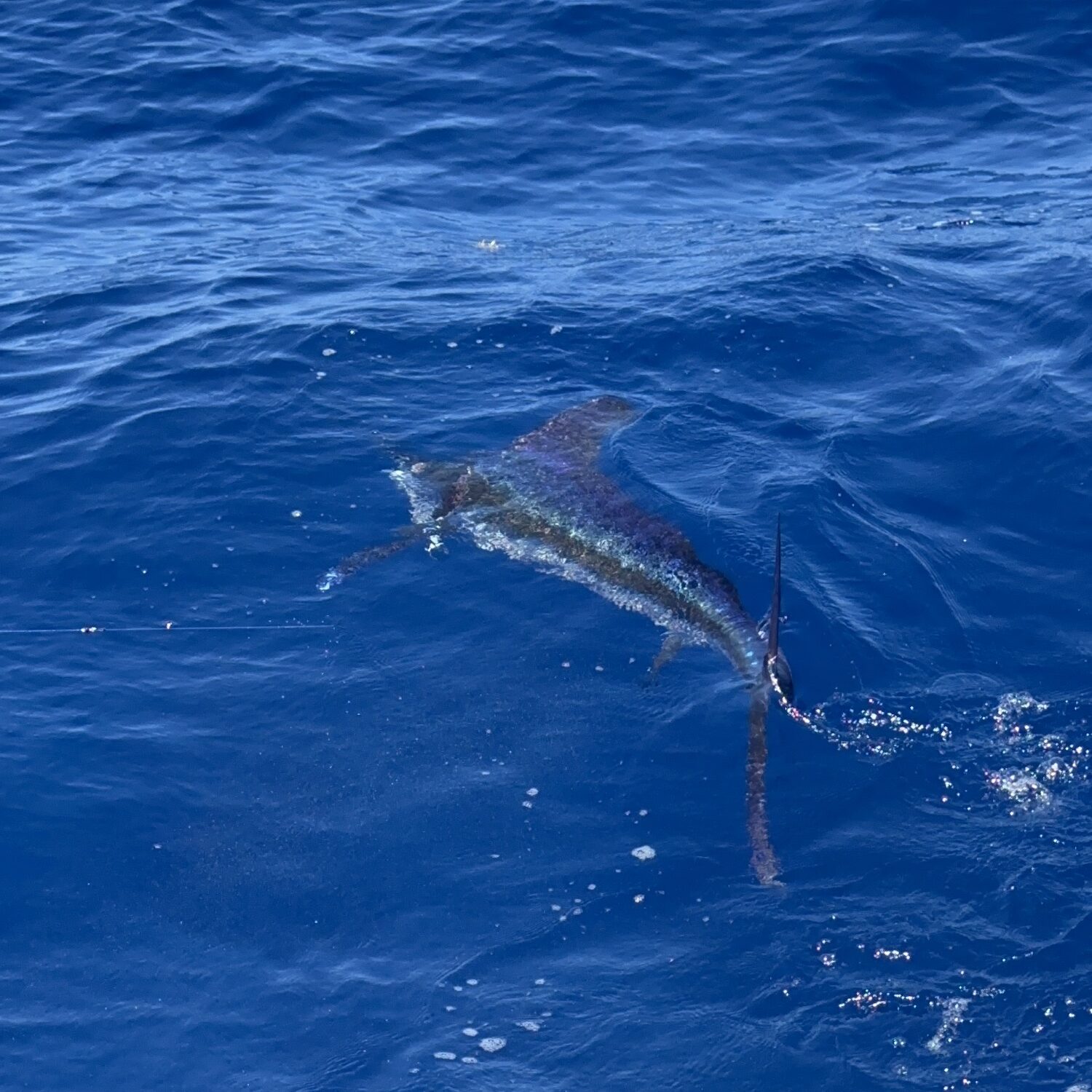 white marlin cap cana dominican republic